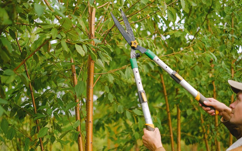 Tree trimming in Graysville, TN
